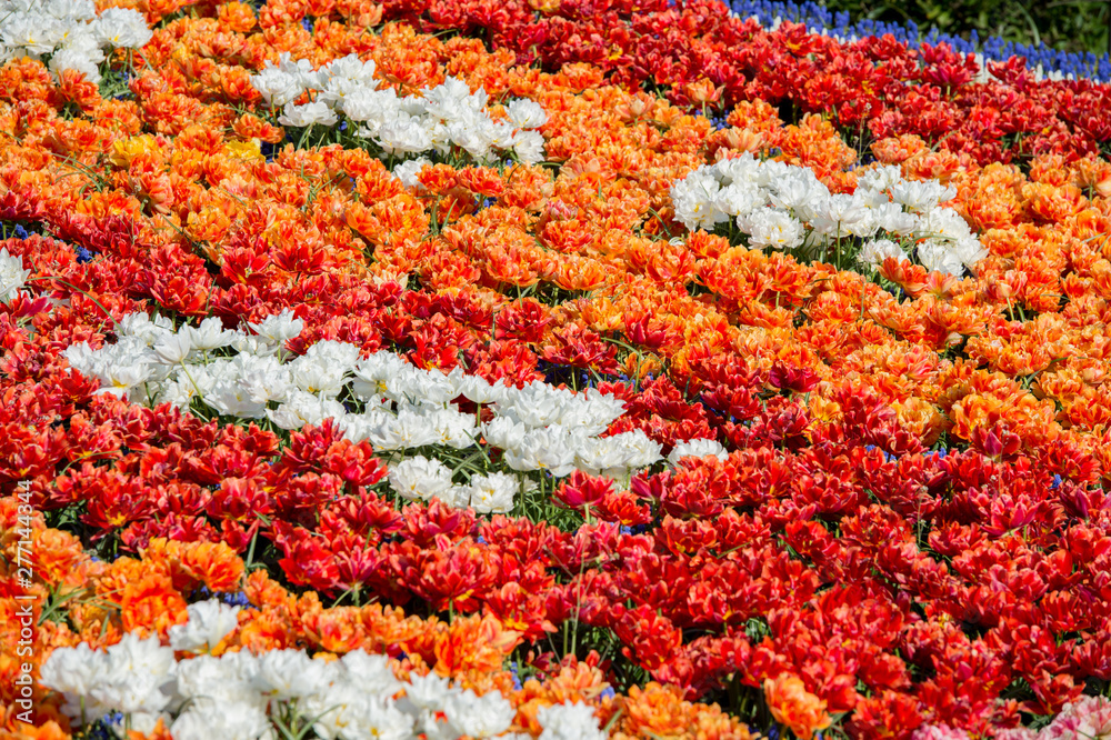 Les tulipes hollande du jardin de Keukenhof Les tulipes hollande du jardin de Keukenhof