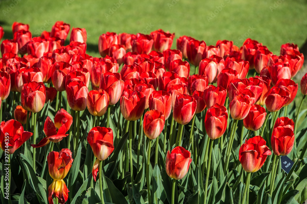 Les tulipes hollande du jardin de Keukenhof Les tulipes hollande du jardin de Keukenhof