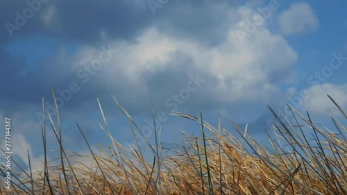 Motion of Cloudy Blue Sky before Rain. Rural Scene. Dry Grass in Winter as foreground. Dolly Slider Shot