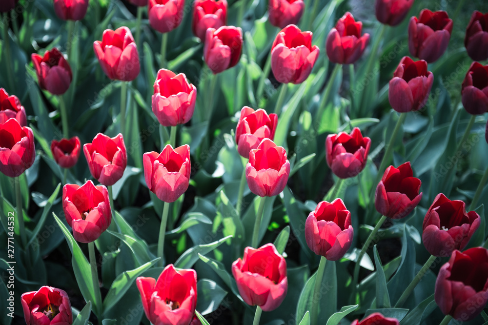 Les tulipes hollande du jardin de Keukenhof Les tulipes hollande du jardin de Keukenhof