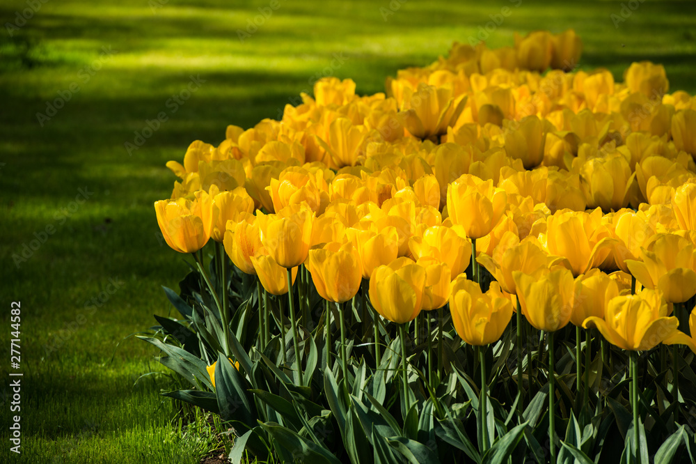 Obraz premium Les tulipes hollande du jardin de Keukenhof