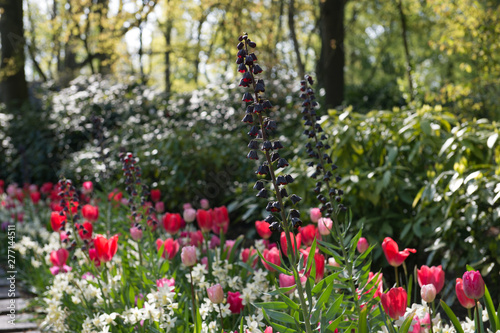 Les tulipes hollande du jardin de Keukenhof