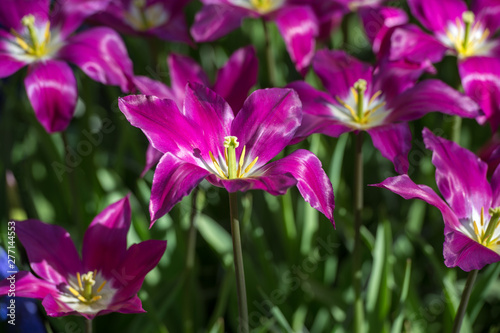 Les tulipes hollande du jardin de Keukenhof