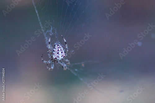 A spider web in nature background. spiderweb or cobweb is a device created by a spider out of proteinaceous spider silk extruded from its spinnerets. generally meant to catch its prey photo