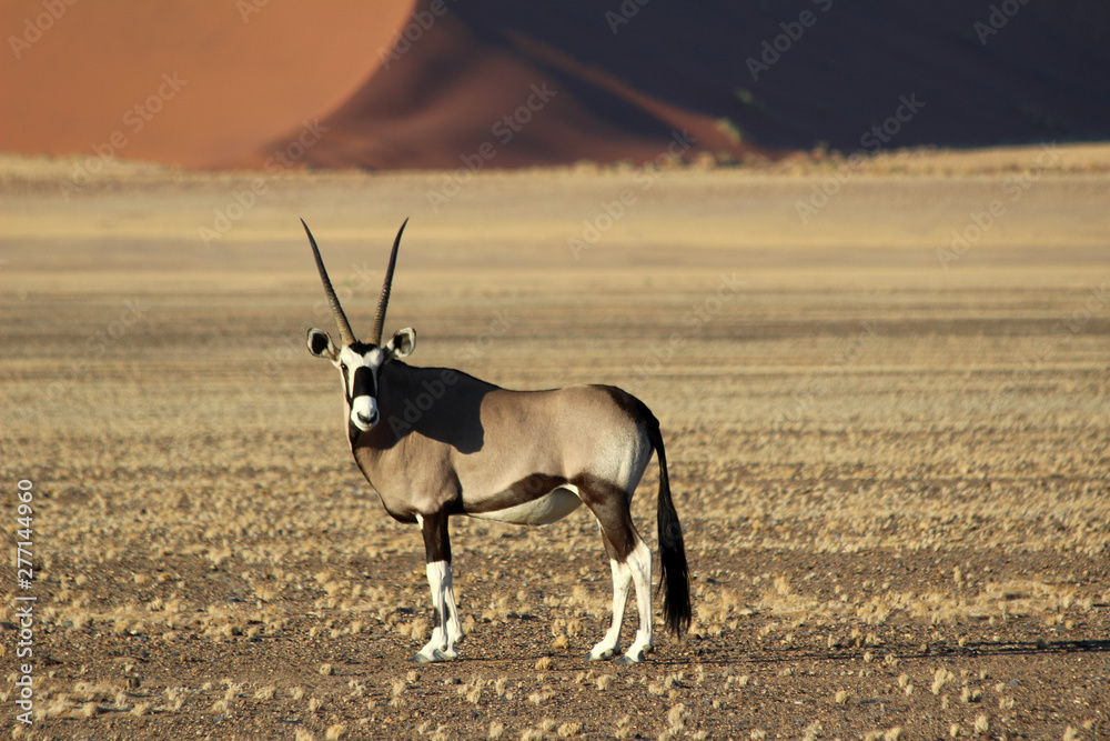 Oryx Antelope - Wildlife of Namibia with large horns and pebble ground with  the stunning sossusvlei dunes in the distance. African animals. Stock Photo  | Adobe Stock