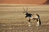 Oryx Antelope - Wildlife of Namibia with large horns and pebble ground with the stunning sossusvlei dunes in the distance. African animals.	