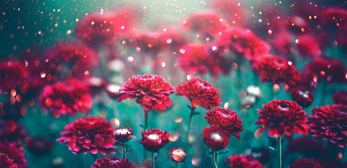 Ingelijste posters Voor haar Rode chrysanten bloeien in herfsttuin  © Subbotina Anna