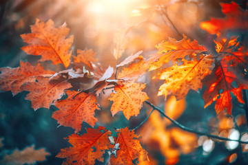 Autumn colorful bright leaves swinging on an oak tree in autumnal park. Fall  background. Beautiful nature scene
