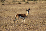 A lone springbok in the sossusvlei region of Namibia	