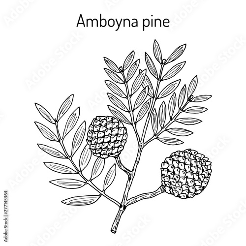 Amboyna pine agathis dammara , medicinal plant photo