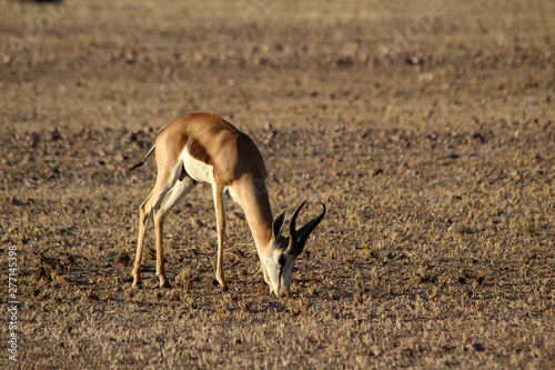 A lone springbok in the sossusvlei region of Namibia 