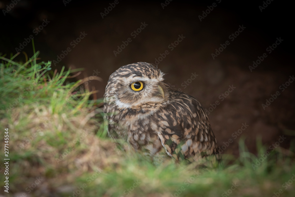 peering above the grass looking for predators to the right, this burrowing owl with large yellow eyes emerges from a hole in the ground peering above the grass looking for predators to the right, this burrowing owl with large yellow eyes emerges from a hole in the ground