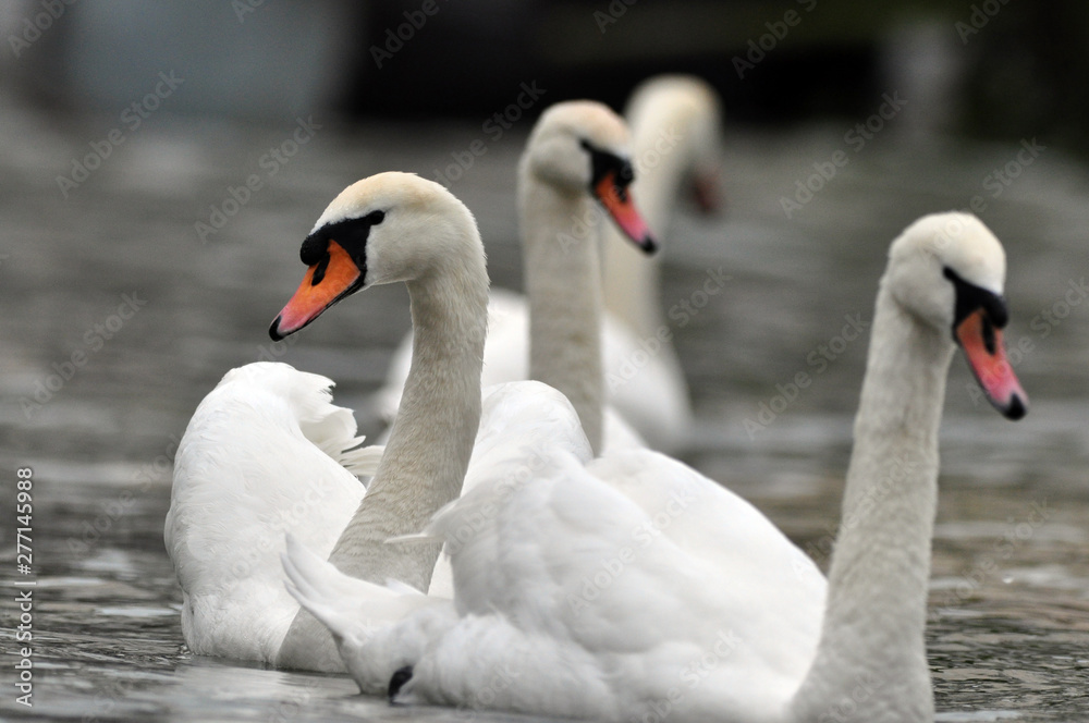 Obraz premium Schwanentanz 04.06.2013