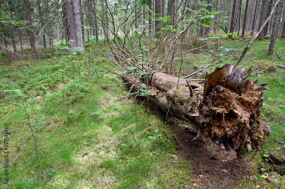 Fototapeta premium dead tree trunk lying down in forest