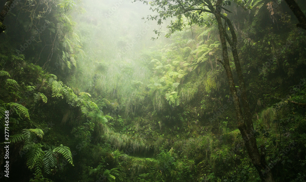 Fototapeta Bujne rośliny w lesie tropikalnym