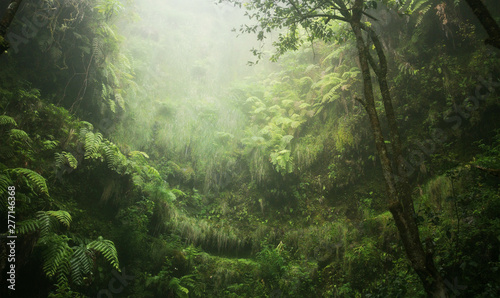 Canvastavla Regenwald tropisch nass abenteuer