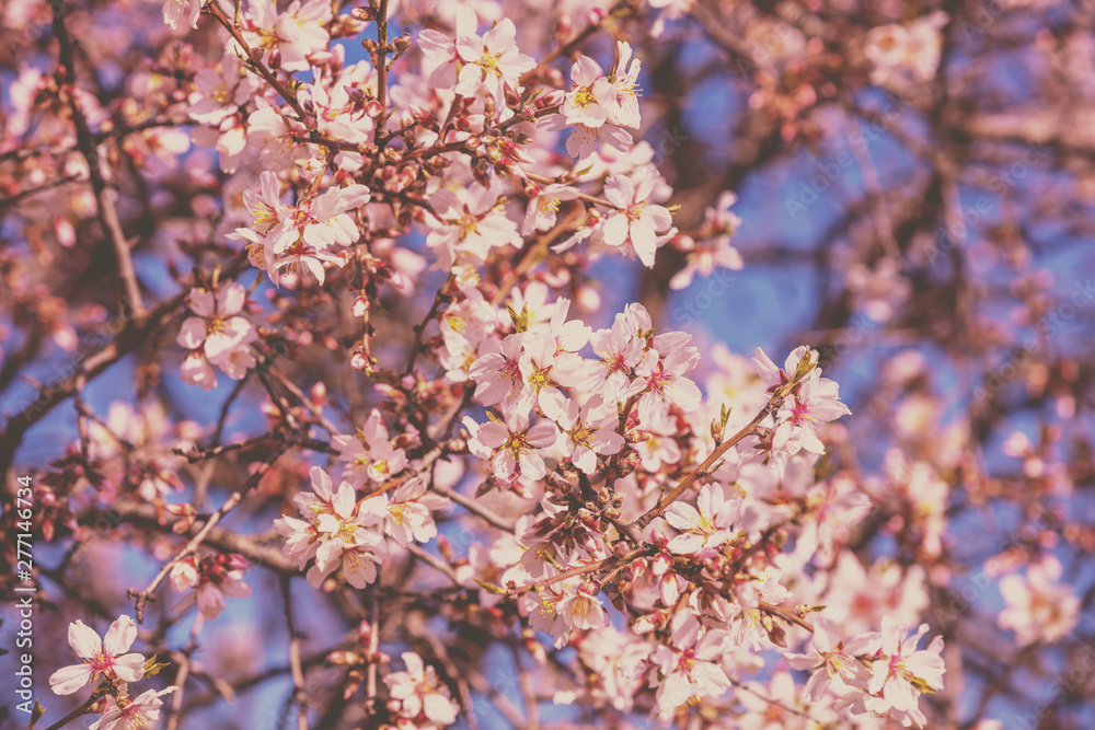 Blooming orchard. The branches of the flowering apricot tree Blooming orchard. The branches of the flowering apricot tree