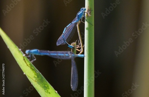 3 Little Blue dragonflies on a leaf