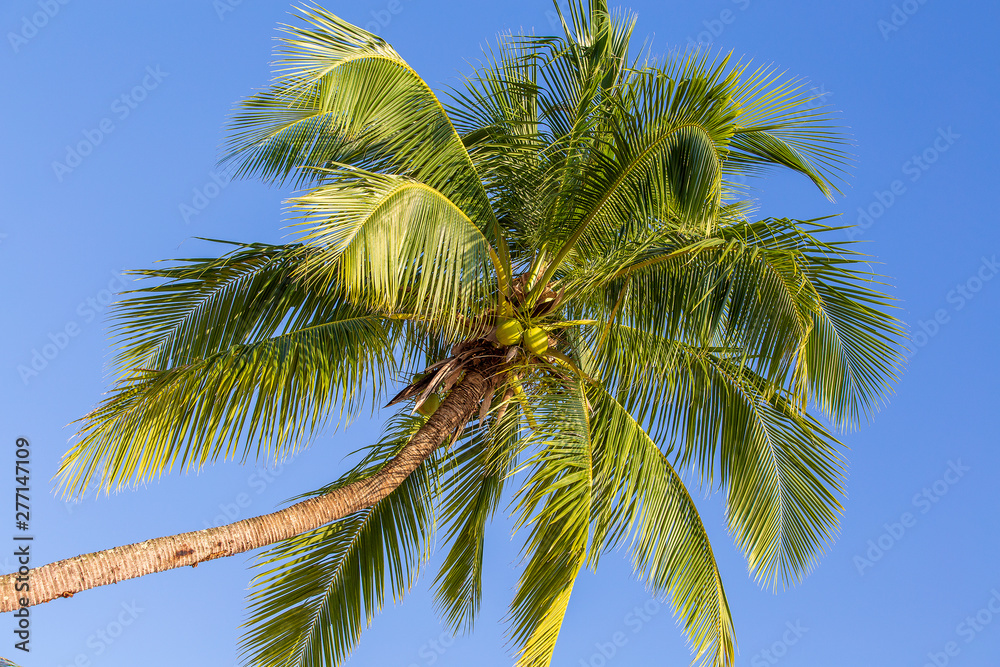 Green leaves of coconut palm tree against the blue sky. Nature travel concept