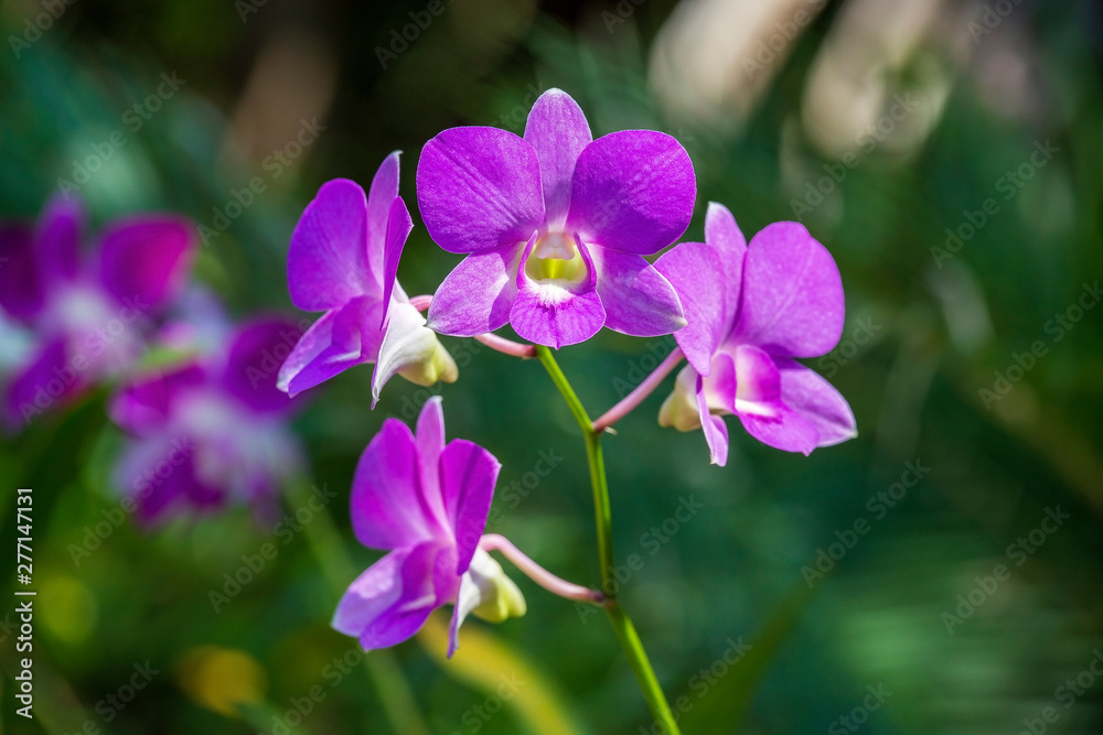 Beautiful lilac pink orchids on the green background of leaves. Natural conditions. Close up, outdoors, nature concept. Exotic tropical flower with green background, asia, Thailand Beautiful lilac pink orchids on the green background of leaves. Natural conditions. Close up, outdoors, nature concept. Exotic tropical flower with green background, asia, Thailand