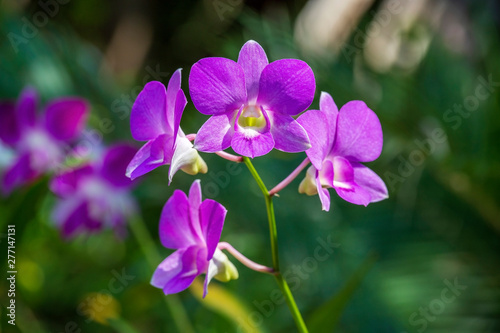 Beautiful lilac pink orchids on the green background of leaves. Natural conditions. Close up  outdoors  nature concept. Exotic tropical flower with green background  asia  Thailand