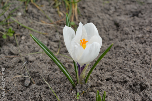 Flower of white spring crocus in the ground.