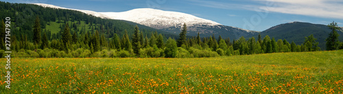 summer landscape with snow-capped mountains and flowers, Russia, Altai, June