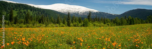 summer landscape with snow-capped mountains and flowers, Russia, Altai, June © 7ynp100