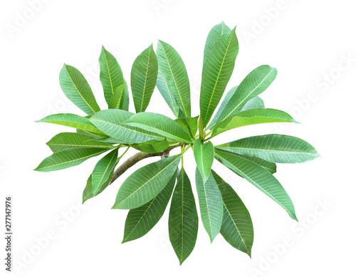 branch of green leaf frangipani isolated on white background