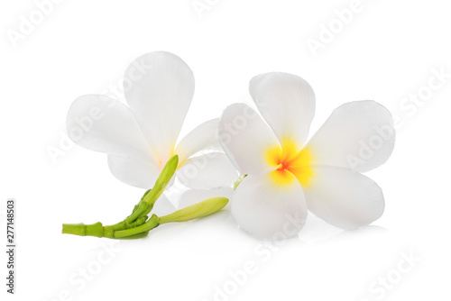 white frangipani flower isolated on white background, tropical flower