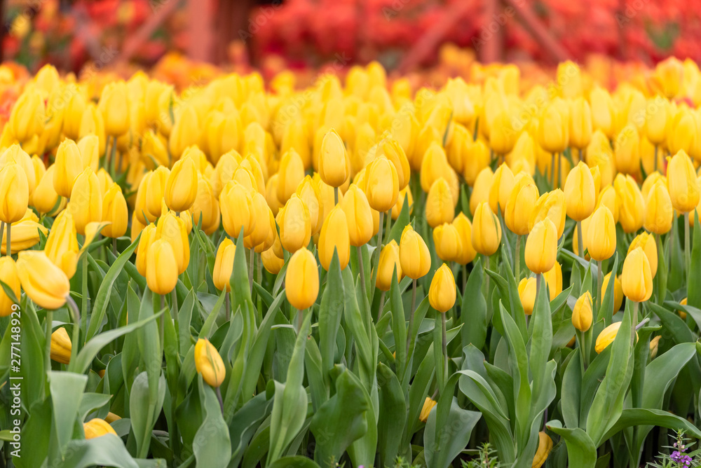 Obraz premium Yellow Tulip bright spring flower with copy space for web banner and invitation card display design in summer time. Tulips floral bloom in spring flower garden with green nature.