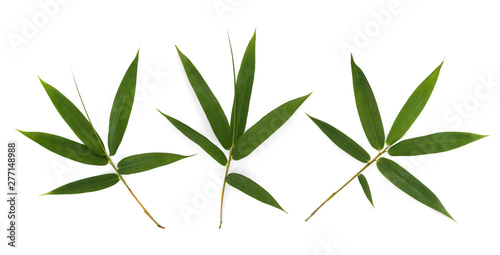 bamboo leaf isolated on white background