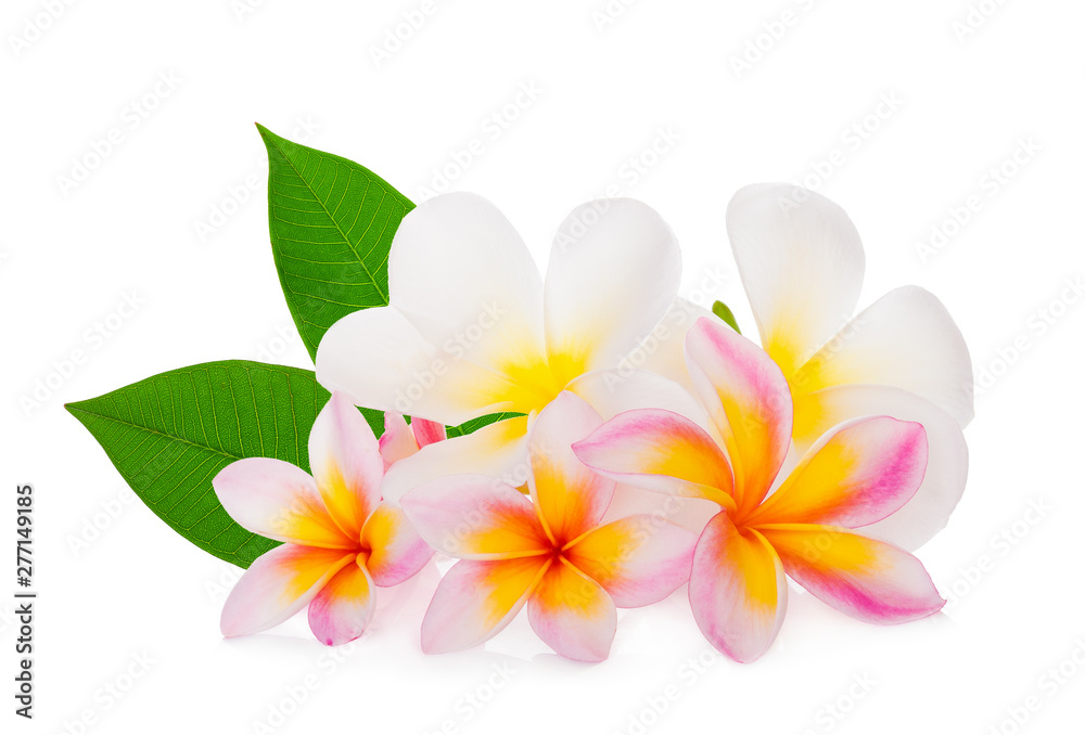 frangipani flower with leaf isolated on white background