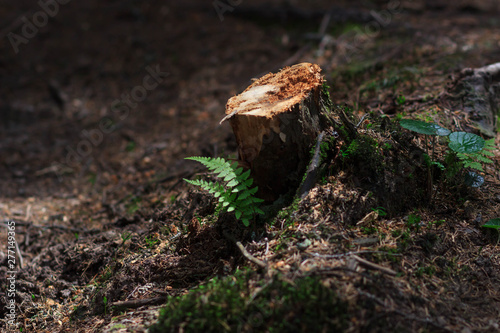 Stump in the forest.