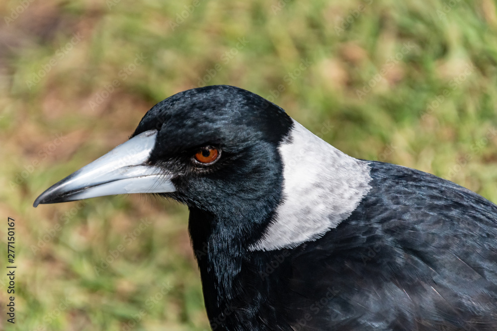 Fototapeta premium Australian Magpie