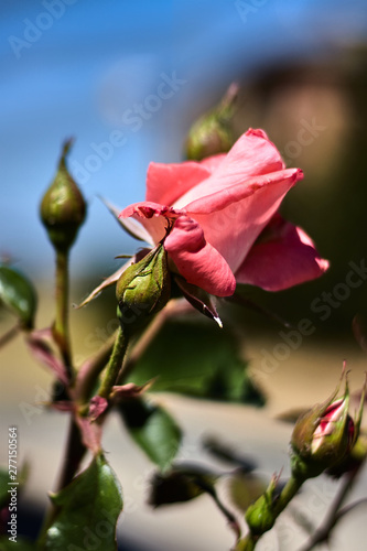Pink rose with buds in a garden