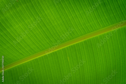 Green banana leaf texture background