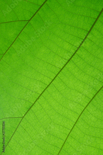 The close up or macro of green leaf with lines on the surface in the natural light. 