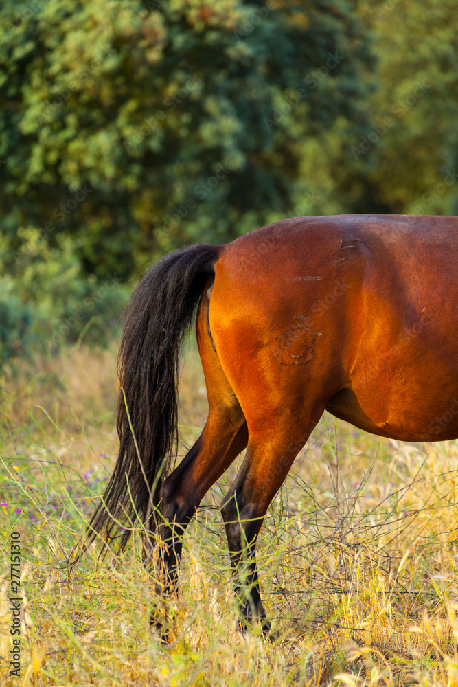 HORSE - CABALLO (Equus ferus caballus), Campanarios de Azaba Biological Reserve, Salamanca, Castilla y Leon, Spain, Europe HORSE - CABALLO (Equus ferus caballus), Campanarios de Azaba Biological Reserve, Salamanca, Castilla y Leon, Spain, Europe