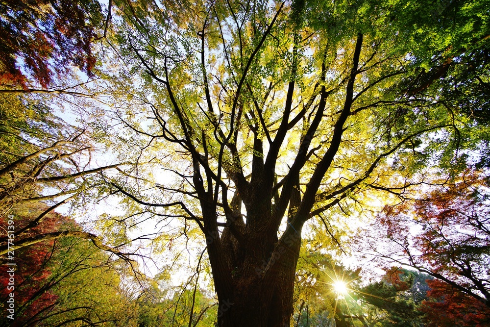 Obraz premium イチョウの黄葉