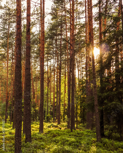 Sunlight on trees in a pine forest at sunset