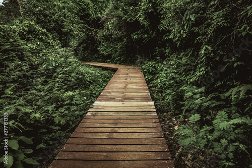 wooden path in the forest