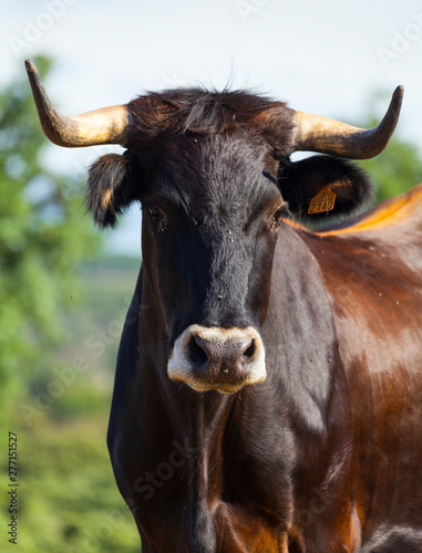 COWS OR CATTLE  Bos taurus o Bos primigenius taurus   Campanarios de Azaba Biological Reserve  Salamanca  Castilla y Leon  Spain  Europe