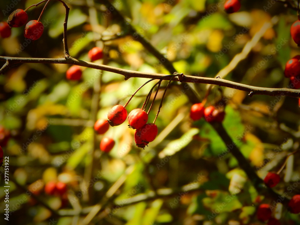  red berries on a branch