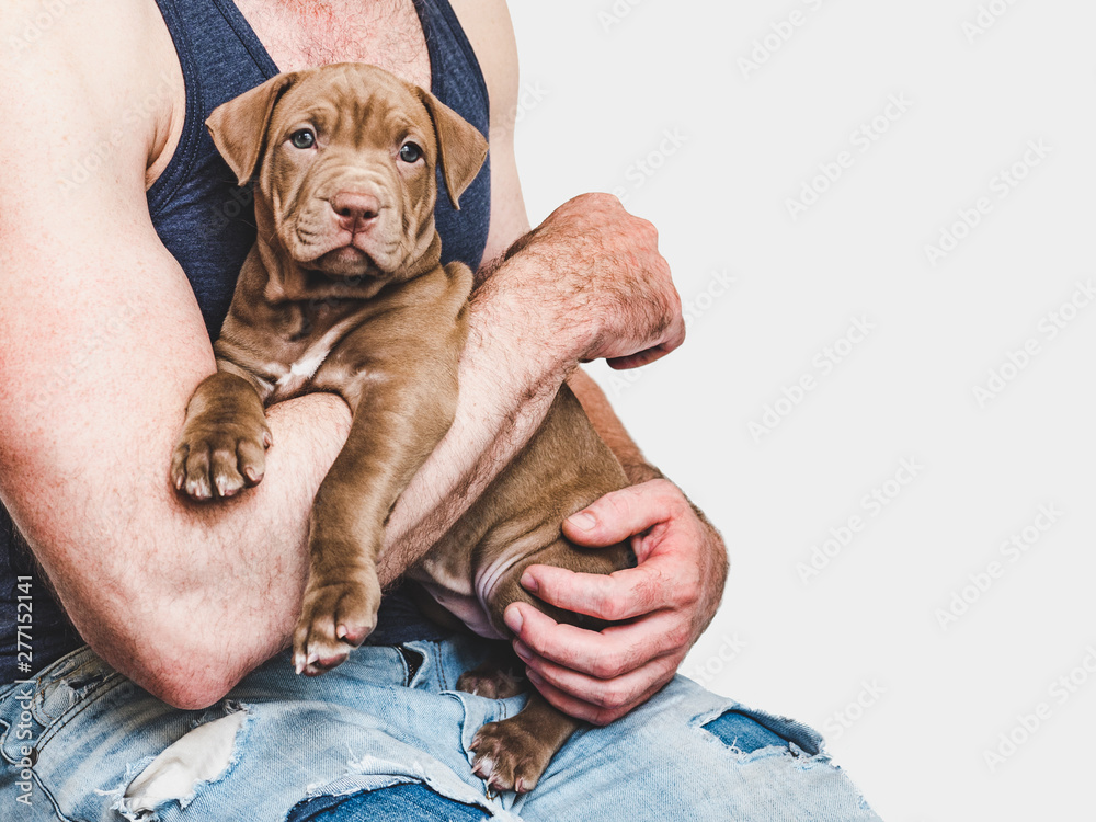 Young, charming puppy in the hands of a caring owner. Close-up, white isolated background. Studio photo. Concept of care, education, training and raising of animals - obrazy, fototapety, plakaty 
