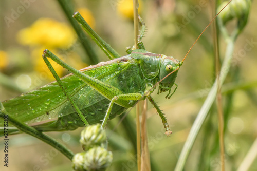 insekten