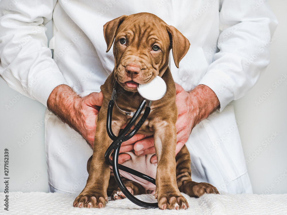Young, charming puppy at the reception at the vet doctor. Closeup, isolated background. Studio photo. Concept of care, education, training and raising of animals - obrazy, fototapety, plakaty 