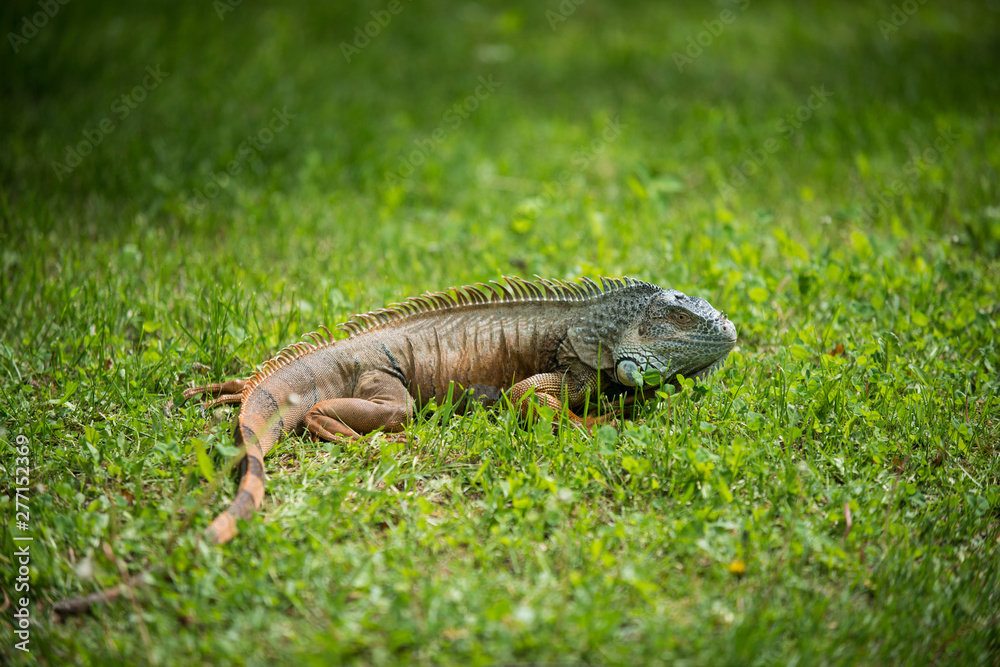 lovely portrait of a green iguana in the grass lovely portrait of a green iguana in the grass