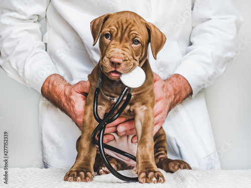 Young, charming puppy at the reception at the vet doctor. Closeup, isolated background. Studio photo. Concept of care, education, training and raising of animals photo