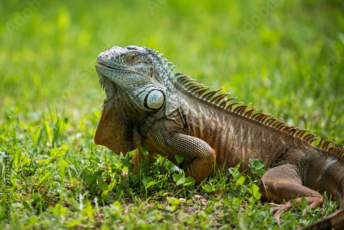  lovely portrait of a green iguana in the grass